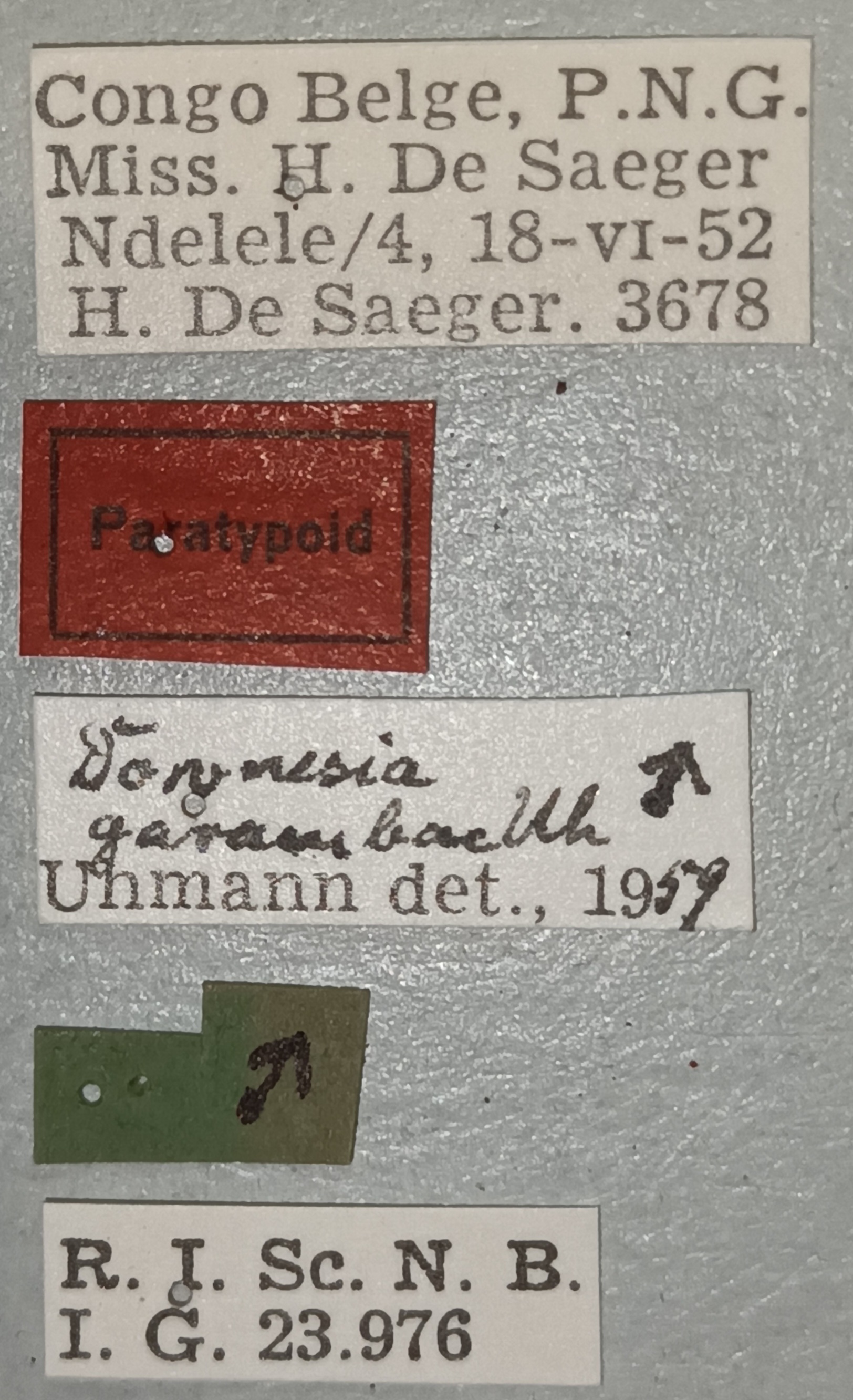 Downesia garambae M Pt Labels.jpg