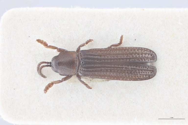 Downesia garambae F Pt D.jpg