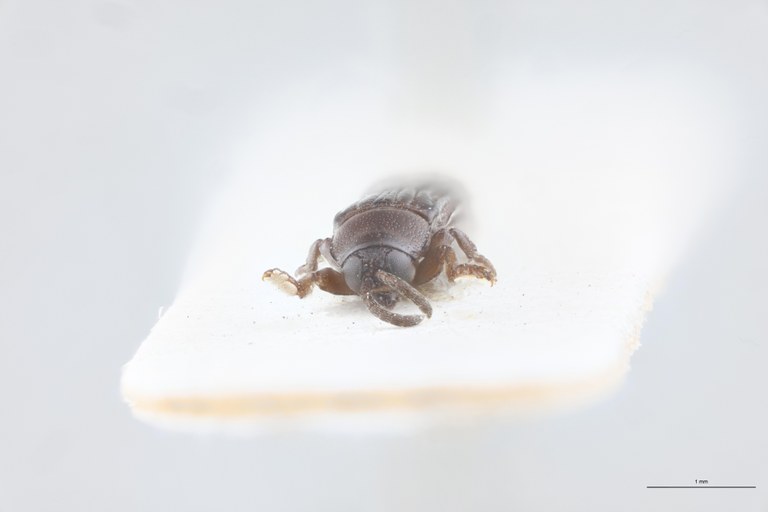 Downesia garambae F Pt F.jpg