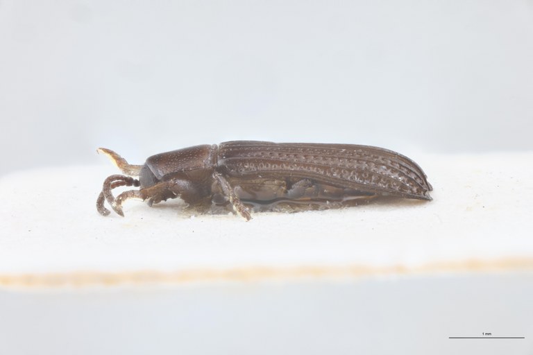 Downesia garambae F Pt L.jpg