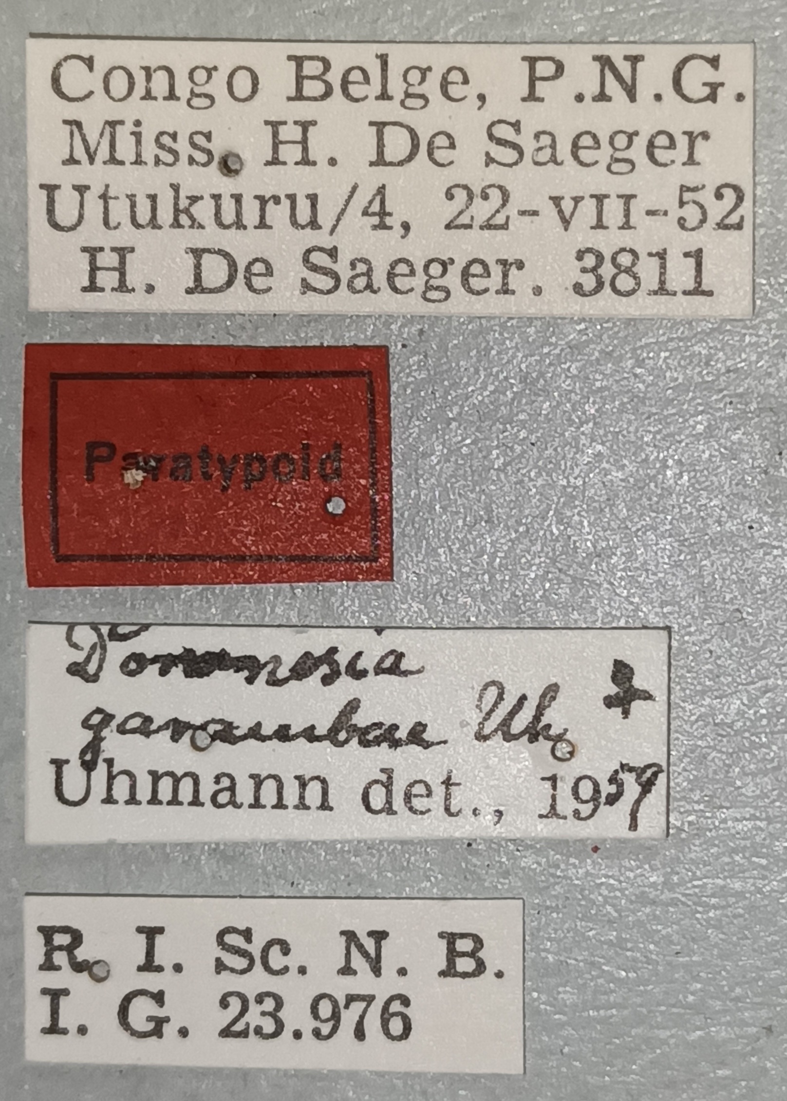 Downesia garambae F Pt Labels.jpg