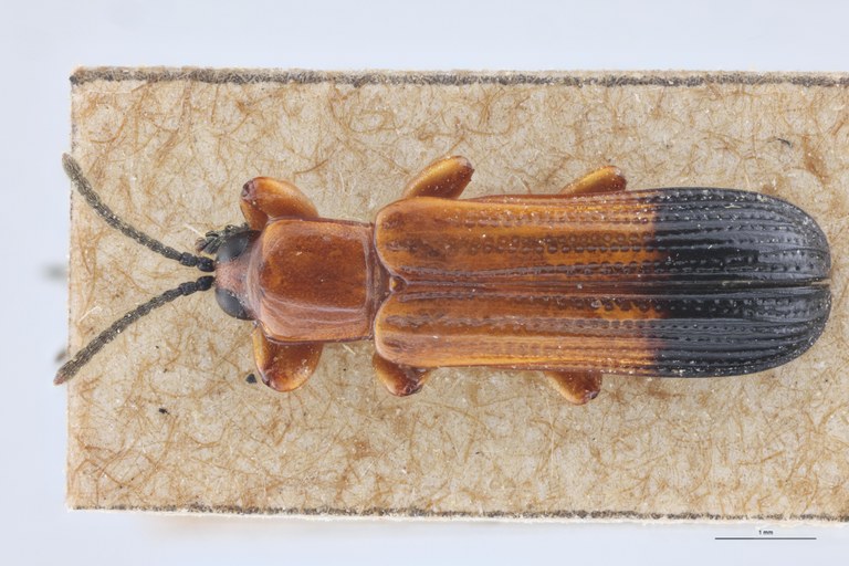 Downesia gestroi Ex-T D.jpg