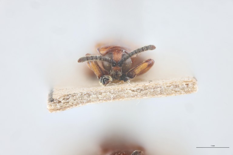 Downesia gestroi Ex-T F.jpg