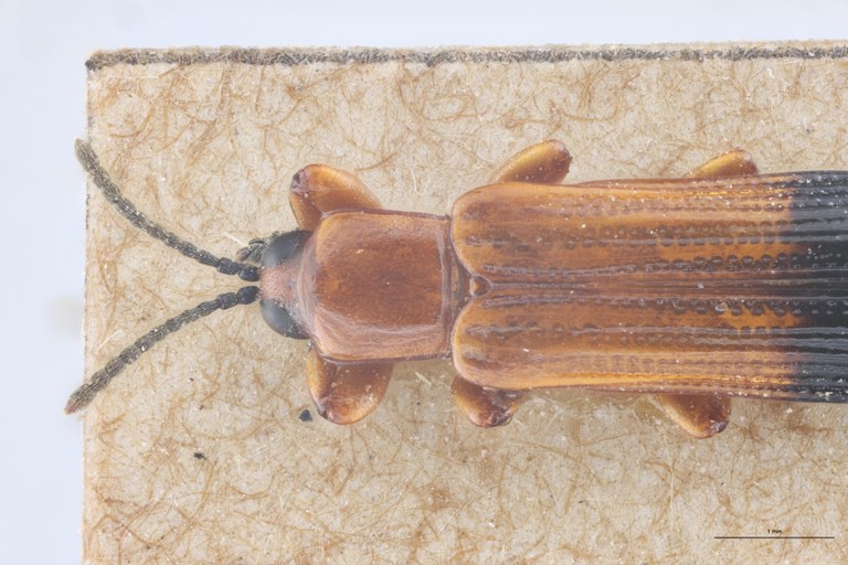 Downesia gestroi Ex-T Head-Close-Up.jpg