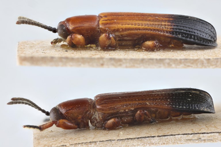 Downesia gestroi Ex-T L.jpg