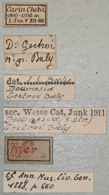 Downesia gestroi Ex-T Labels.jpg