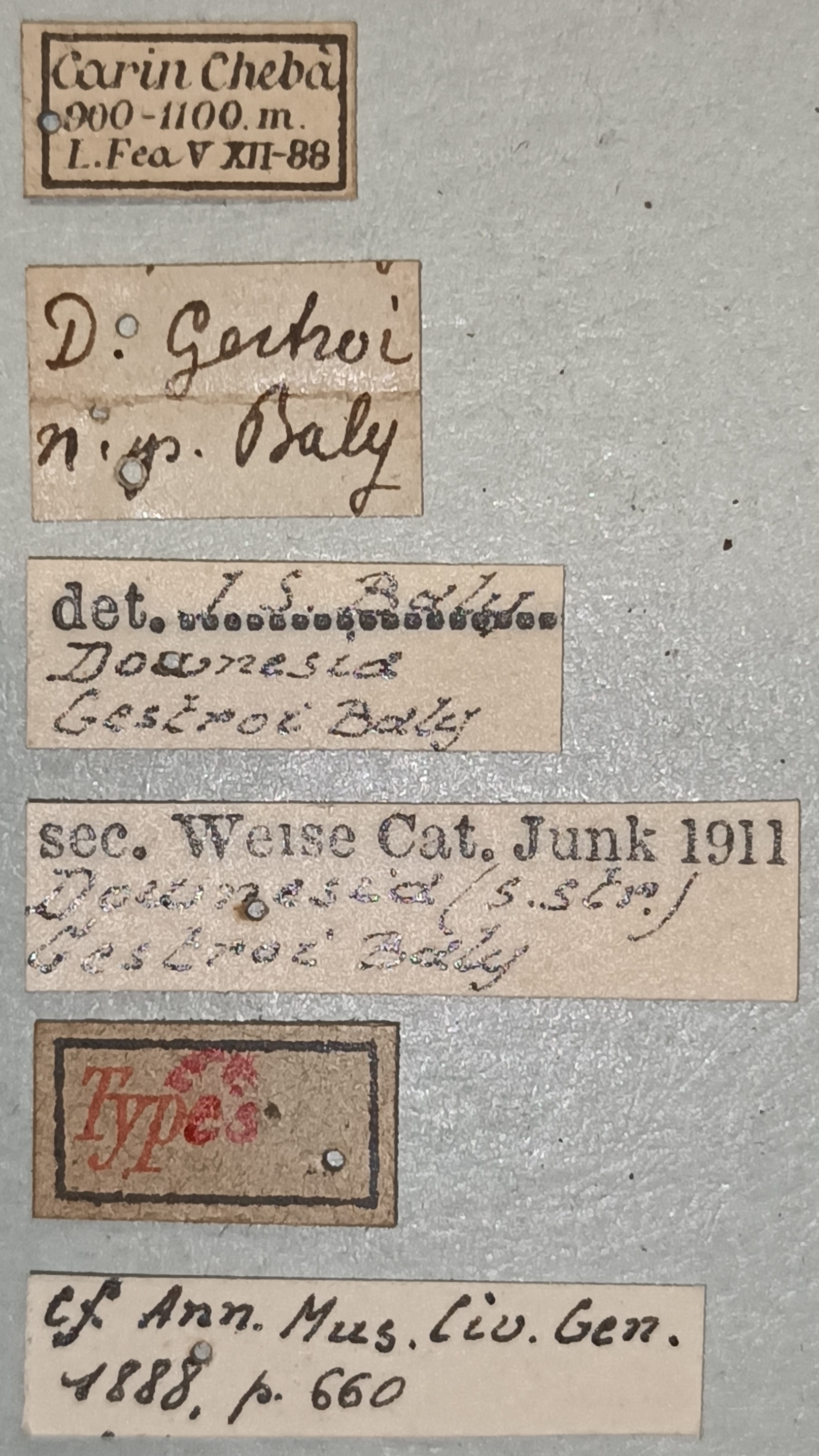 Downesia gestroi Ex-T Labels.jpg