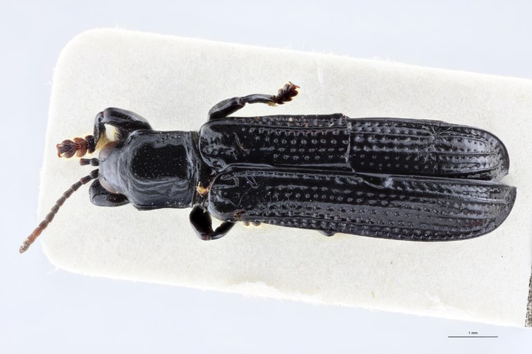 Downesia grandis Ex-T D.jpg