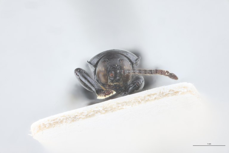 Downesia grandis Ex-T F-V.jpg