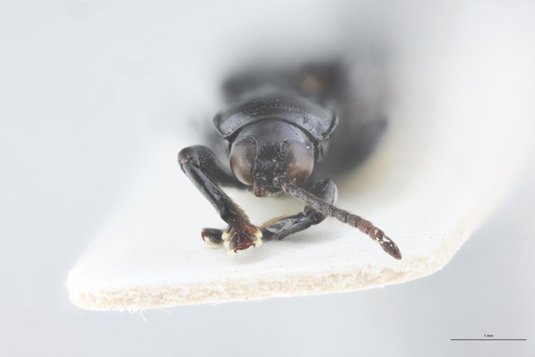 Downesia grandis Ex-T F.jpg