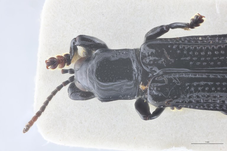 Downesia grandis Ex-T Head-Close-Up.jpg