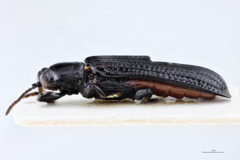 Downesia grandis Ex-T L.jpg