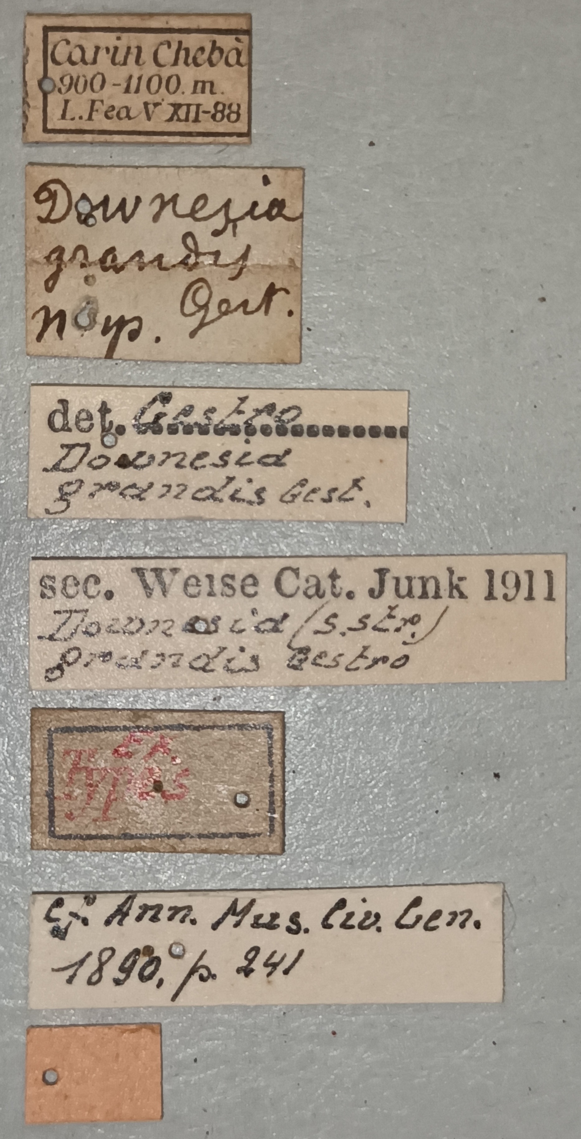 Downesia grandis Ex-T Labels.jpg