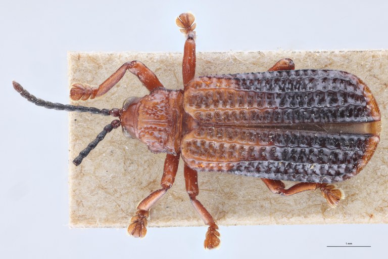 Gonophora aemula Ex-T D.jpg