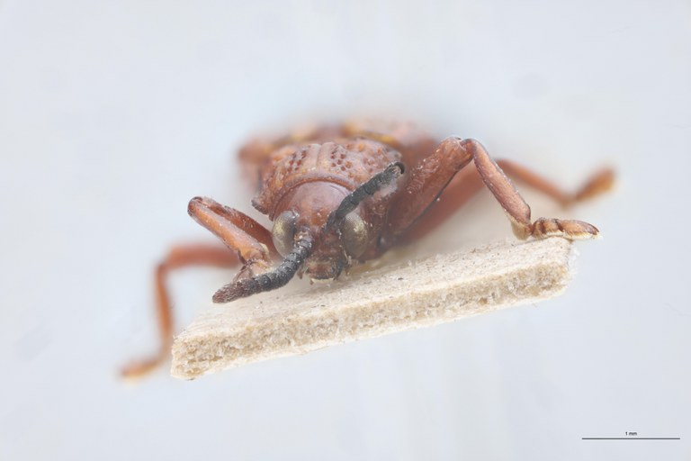 Gonophora aemula Ex-T F.jpg