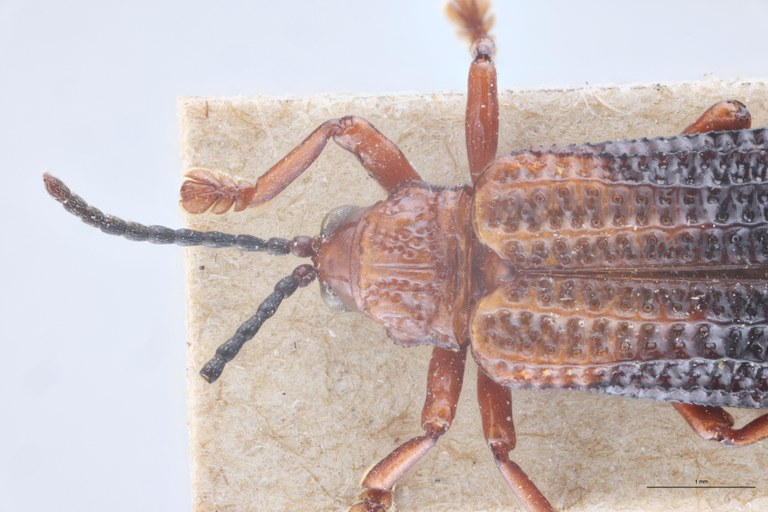 Gonophora aemula Ex-T Head-Close-Up.jpg