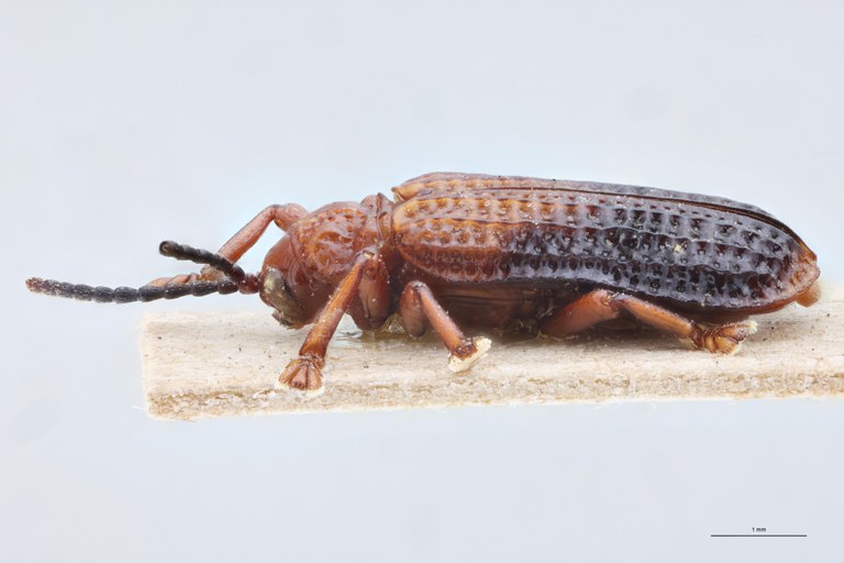 Gonophora aemula Ex-T L.jpg