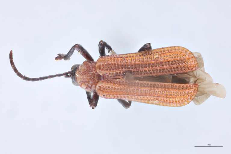Gonophora fulva Ex-T D.jpg