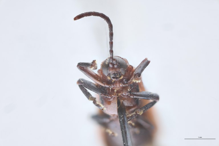 Gonophora fulva Ex-T F-V.jpg