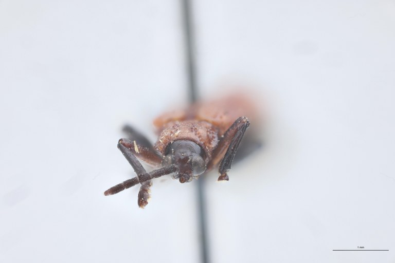 Gonophora fulva Ex-T F.jpg