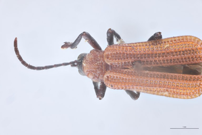 Gonophora fulva Ex-T Head-Close-Up.jpg