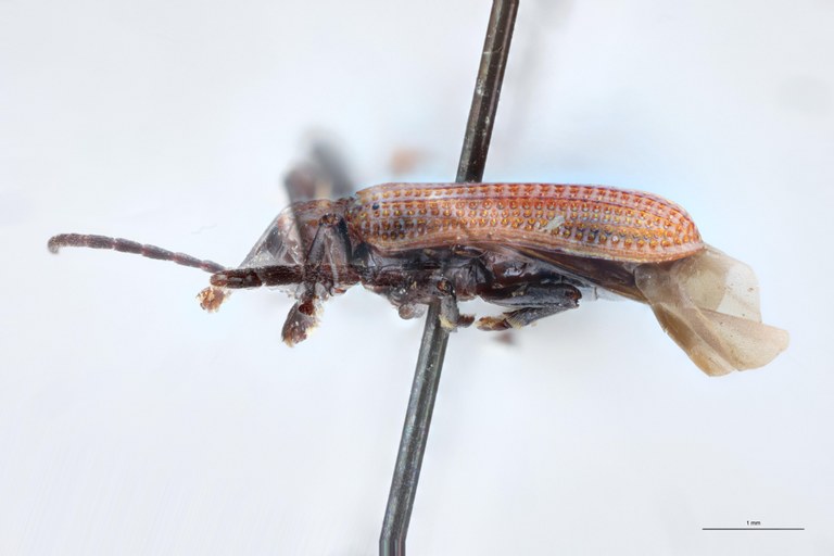 Gonophora fulva Ex-T L.jpg