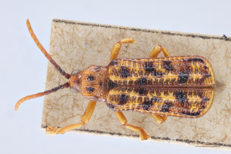 Gonophora pulchella Ex-T D.jpg