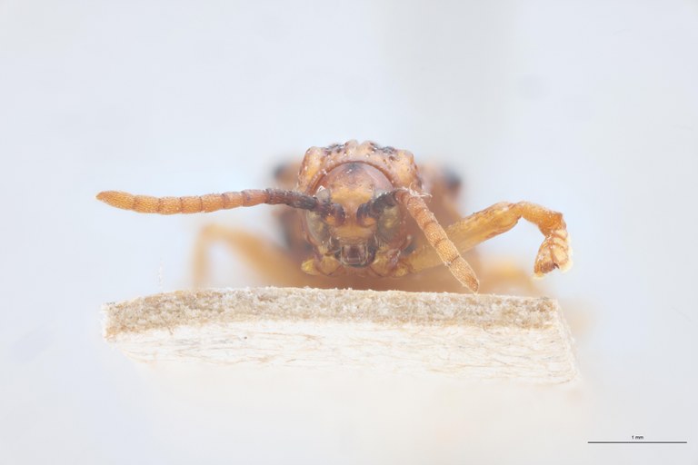 Gonophora pulchella Ex-T F-V.jpg