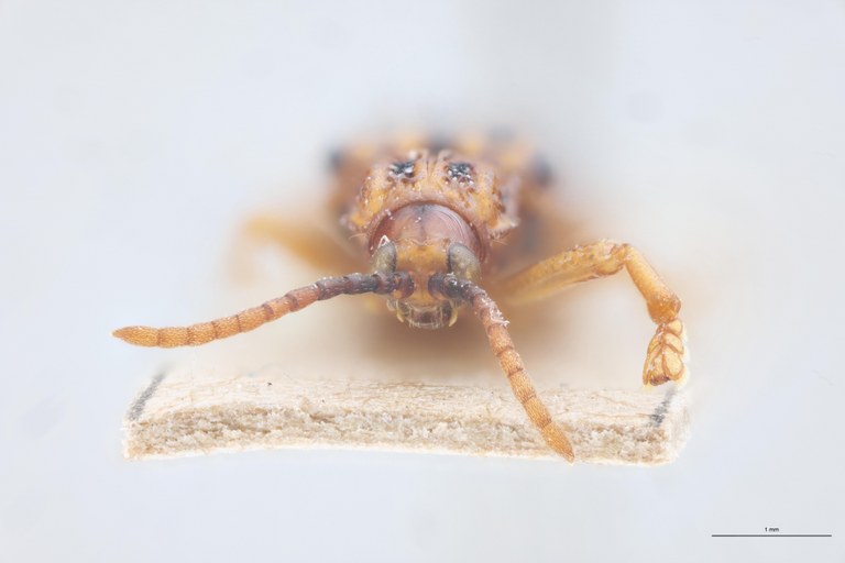 Gonophora pulchella Ex-T F.jpg