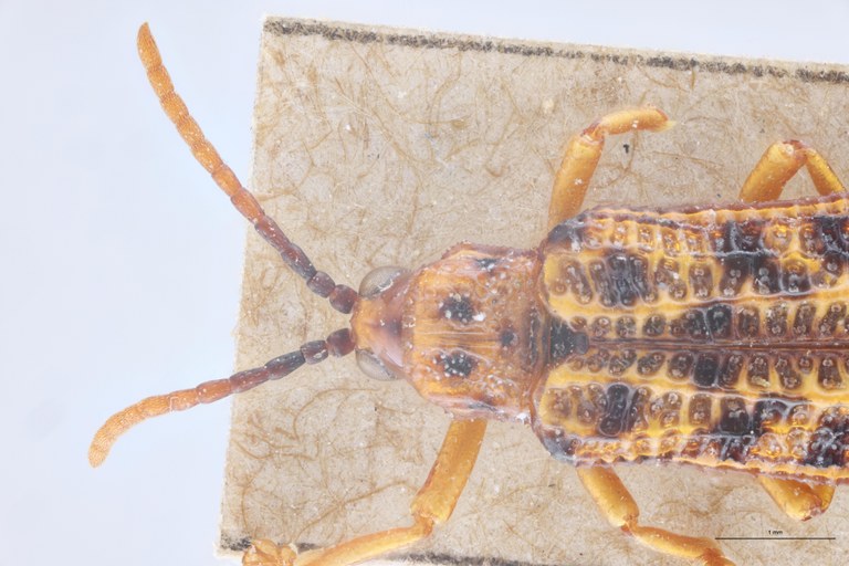 Gonophora pulchella Ex-T Head-Close-Up.jpg