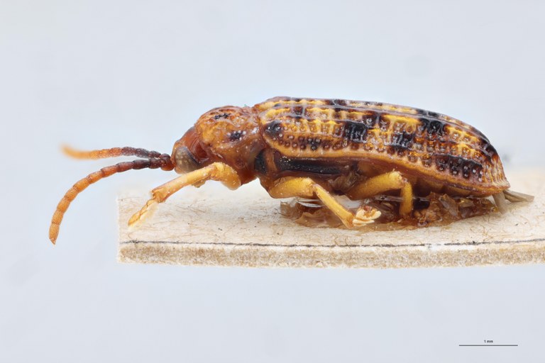 Gonophora pulchella Ex-T L.jpg