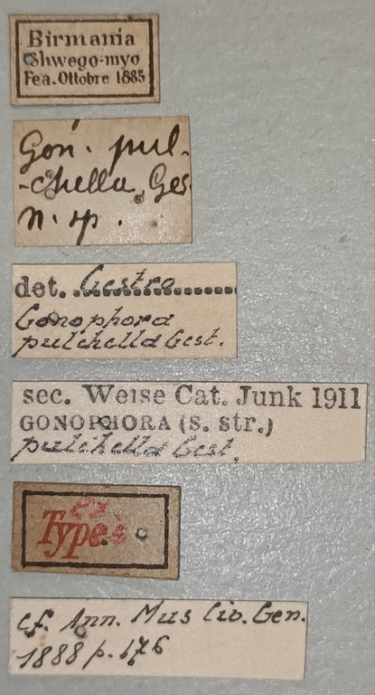 Gonophora pulchella Ex-T Labels.jpg