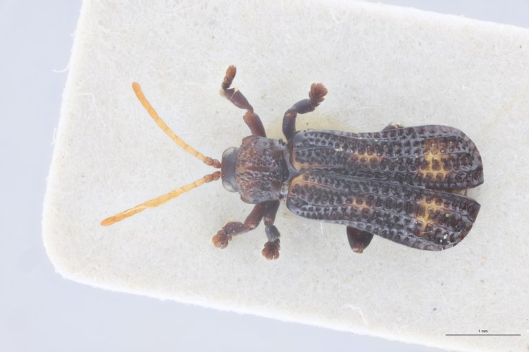 Gonophora sinuata Pt D.jpg