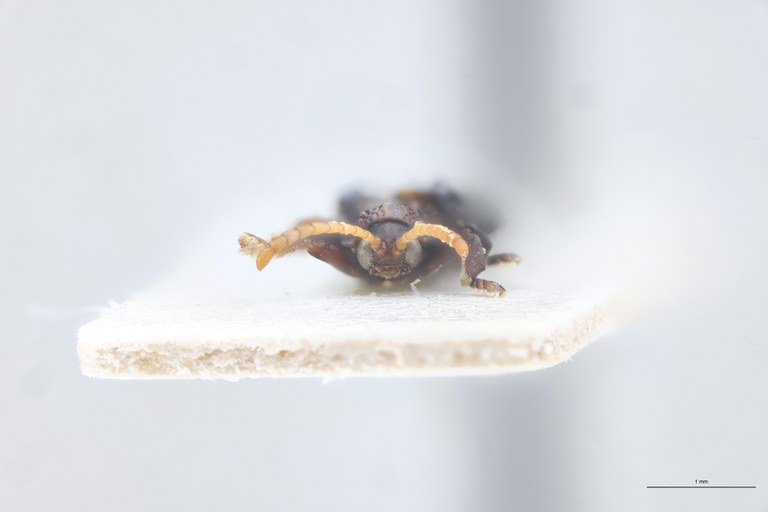 Gonophora sinuata Pt F.jpg