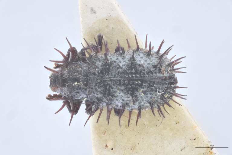 Hispella brachycera Ct D.jpg