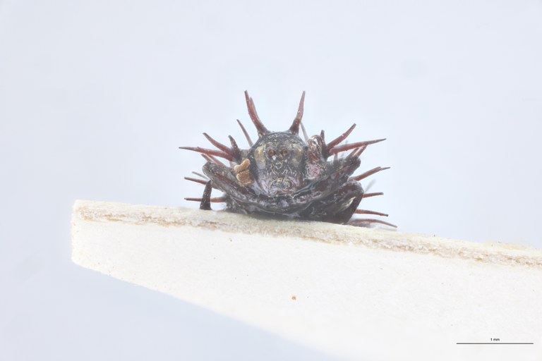 Hispella brachycera Ct F-V.jpg