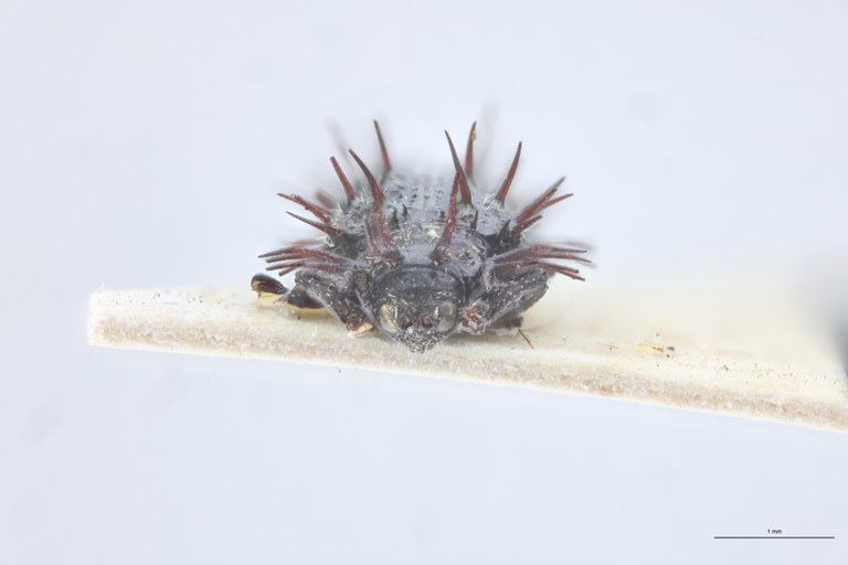 Hispella brachycera Ct F.jpg