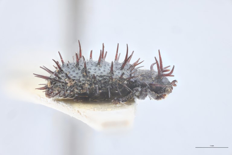 Hispella brachycera Ct L.jpg