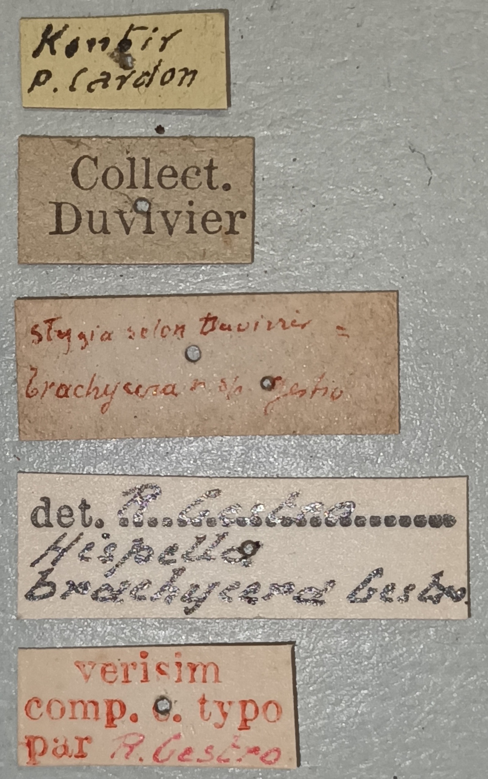 Hispella brachycera Ct Labels.jpg