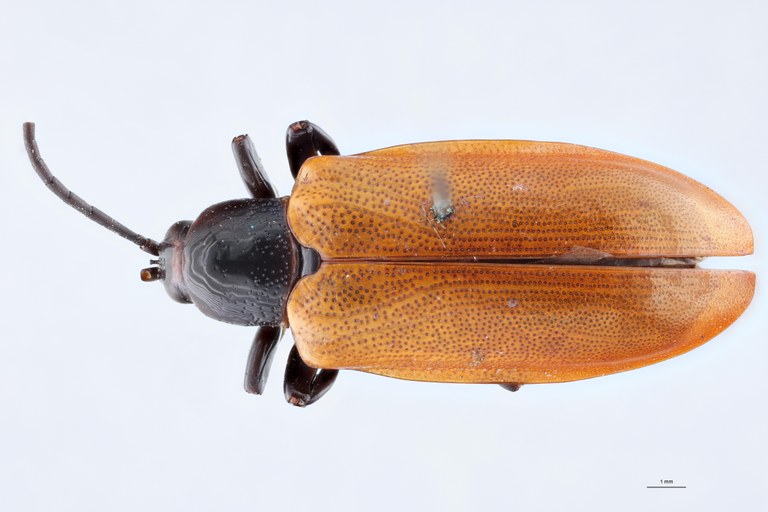 Hispodonta semperi Ex-T D.jpg