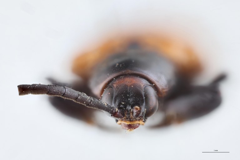 Hispodonta semperi Ex-T F.jpg