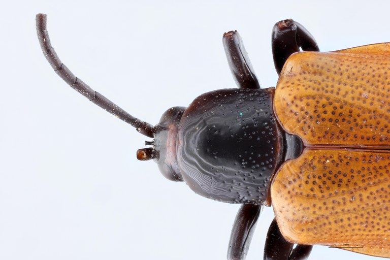 Hispodonta semperi Ex-T Head-Close-Up.jpg