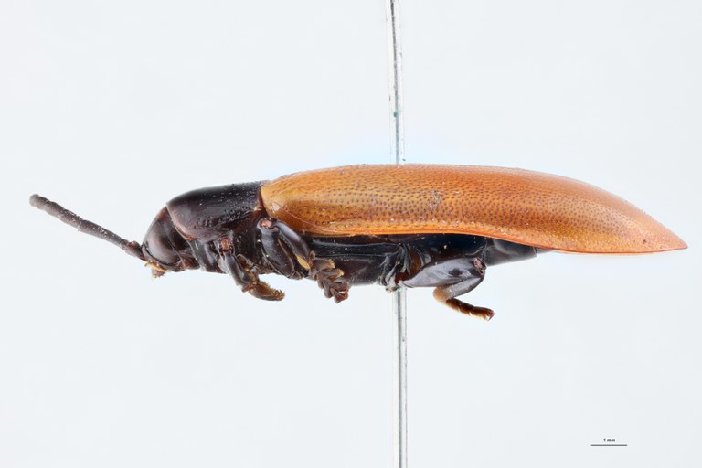 Hispodonta semperi Ex-T L.jpg