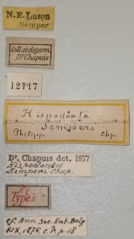 Hispodonta semperi Ex-T Labels.jpg
