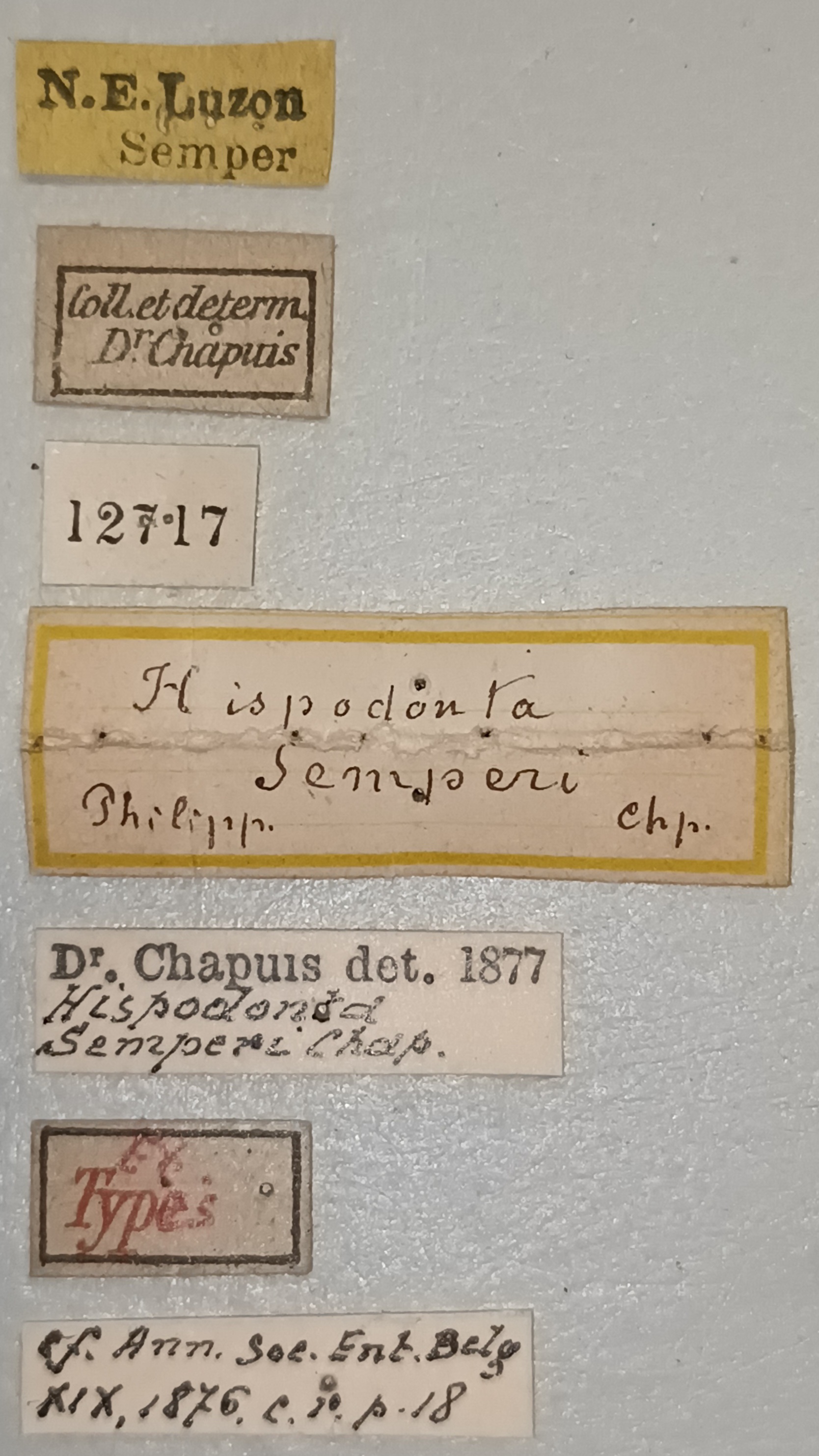 Hispodonta semperi Ex-T Labels.jpg