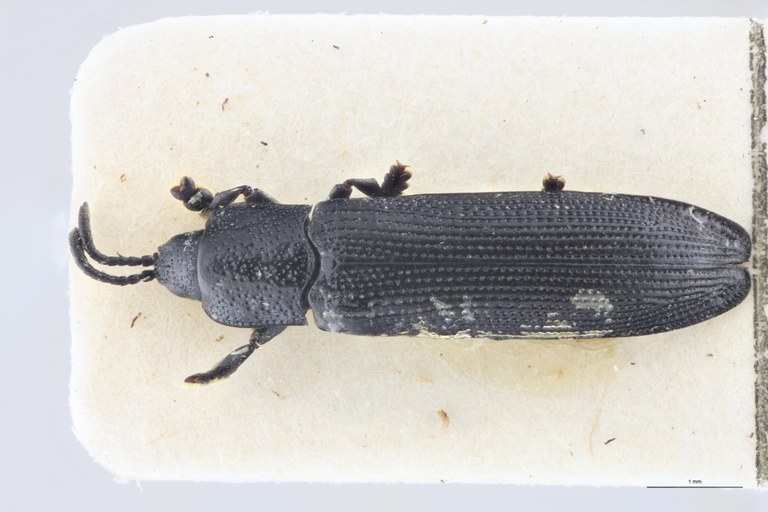 Leptispa angulata Pt D.jpg