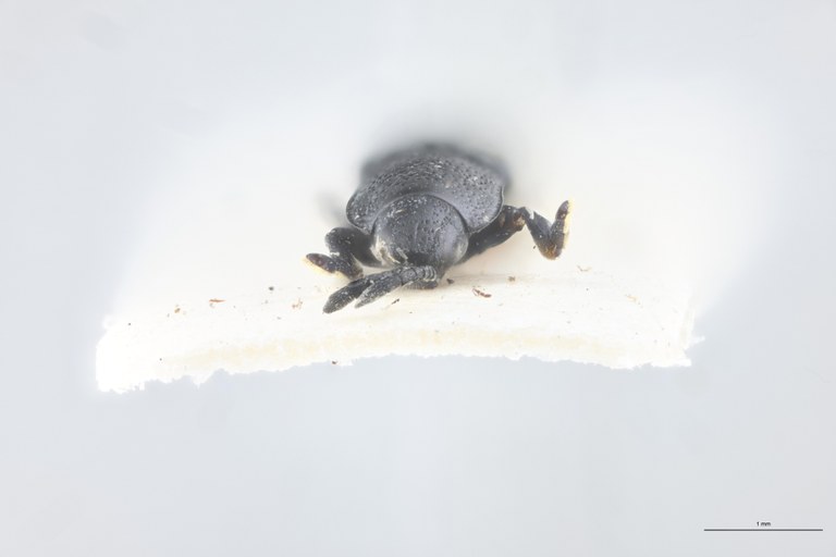 Leptispa angulata Pt F.jpg