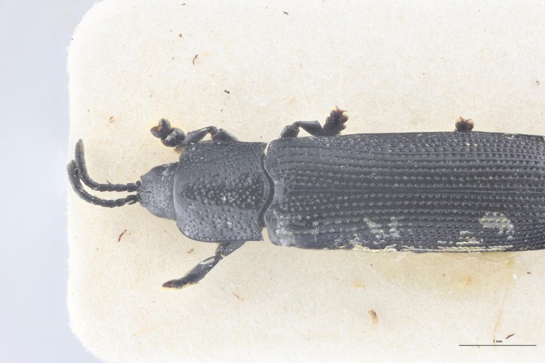 Leptispa angulata Pt Head-Close-Up.jpg