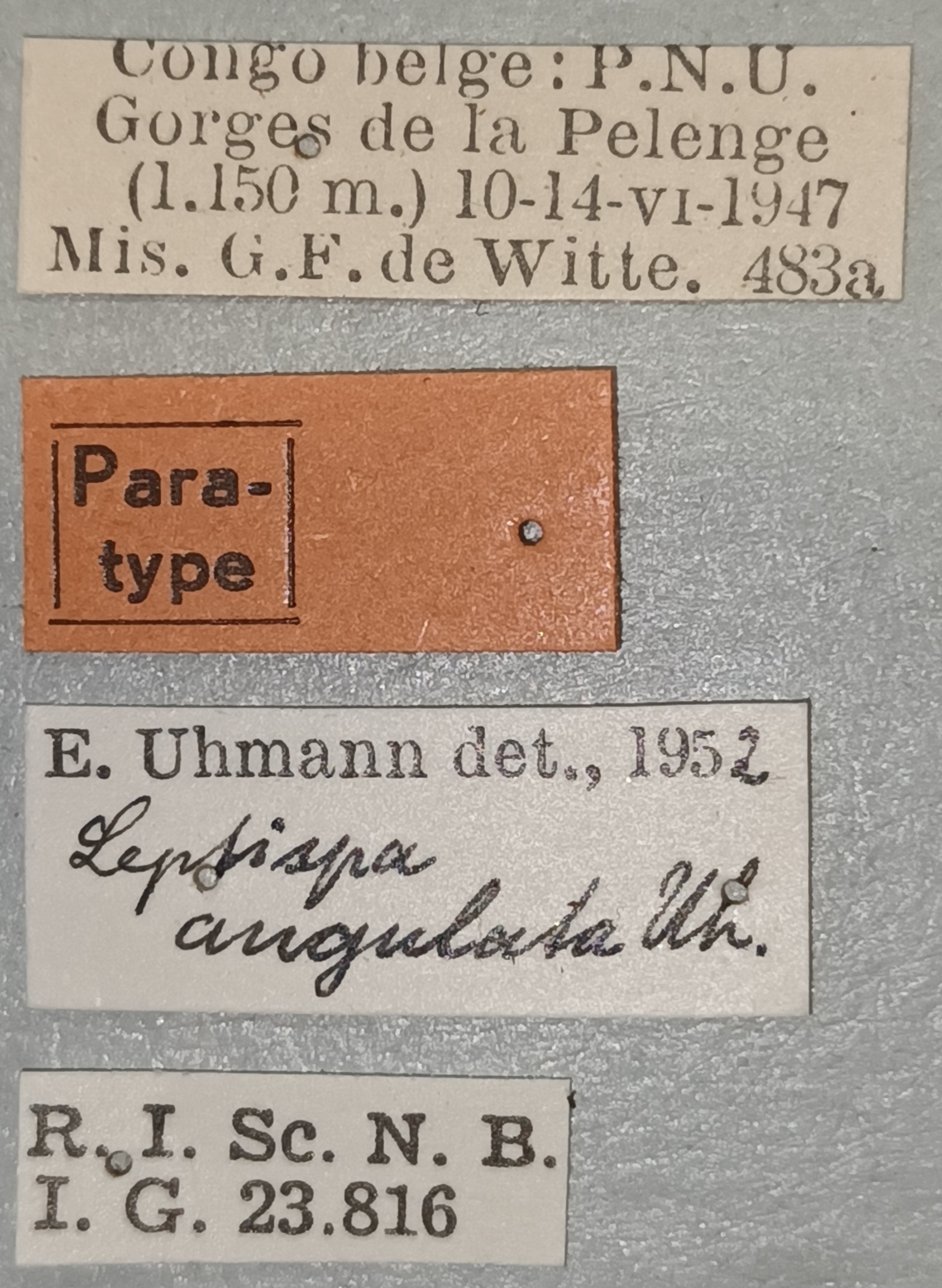 Leptispa angulata Pt Labels.jpg