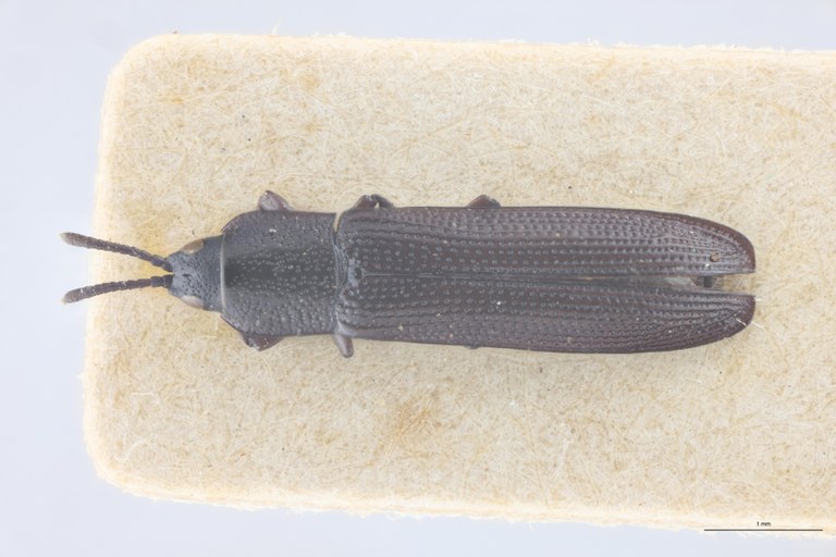 Leptispa cornuta Pt D.jpg